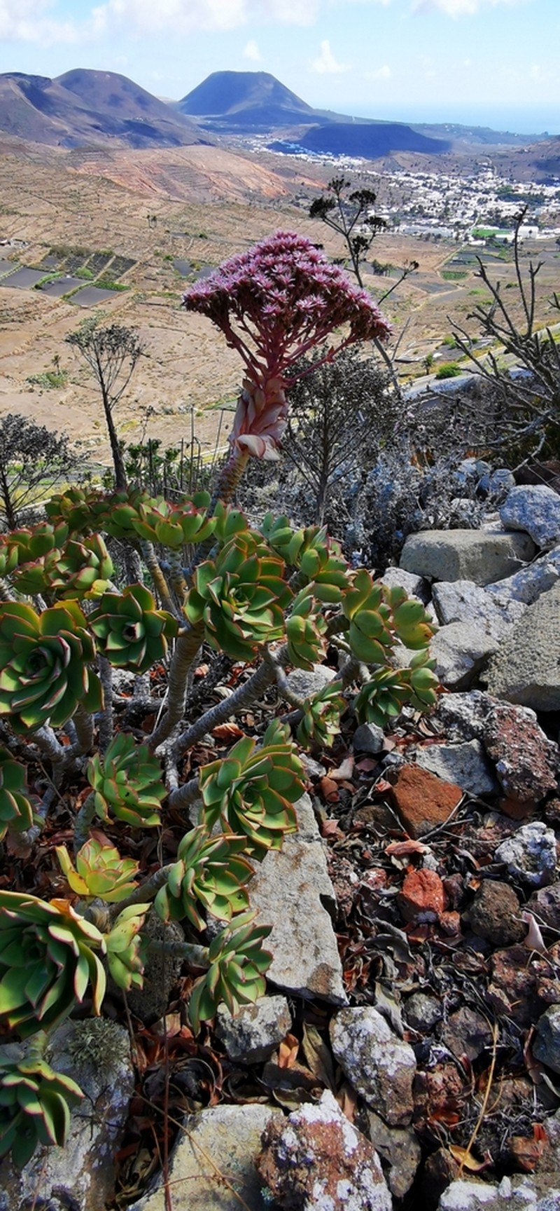 Aeonium lancerottense photo 2