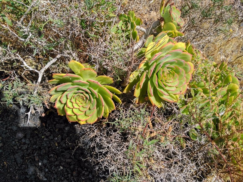 Aeonium lancerottense photo 3