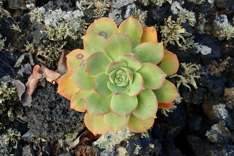 Aeonium lancerottense photo 4