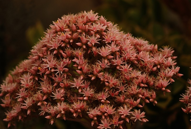 Aeonium lancerottense photo 5