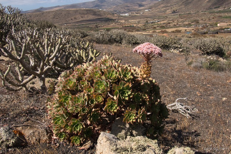 Aeonium lancerottense photo 6