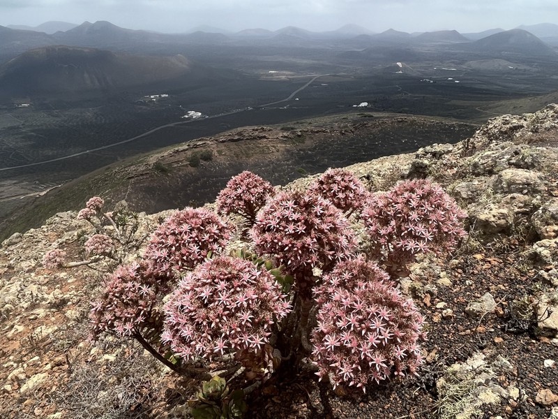 Aeonium lancerottense photo 7
