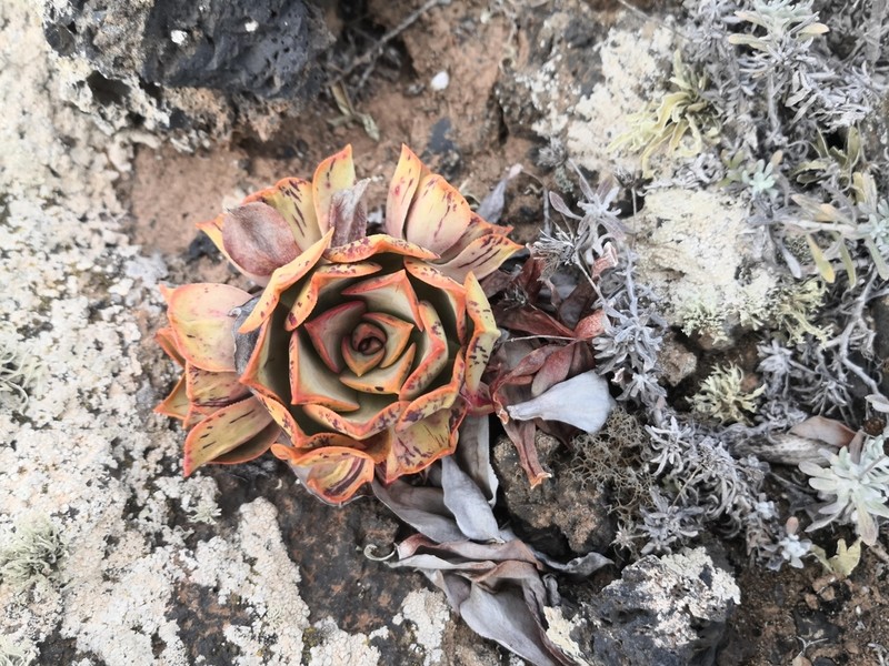 Aeonium lancerottense photo 8