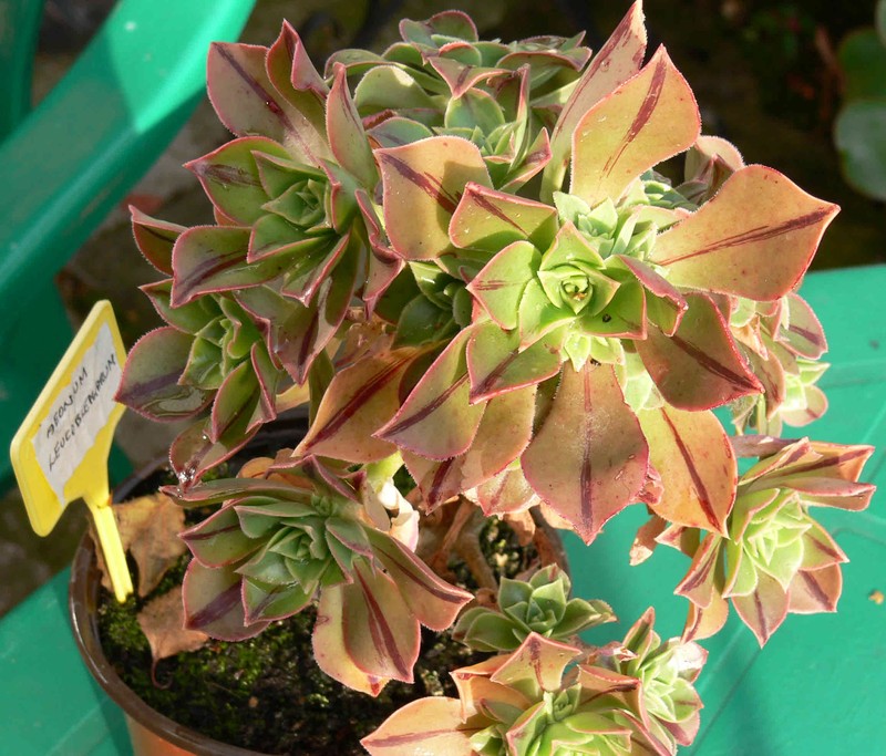 Aeonium leucoblepharum