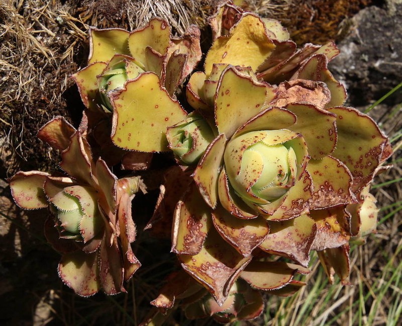Aeonium leucoblepharum photo 2