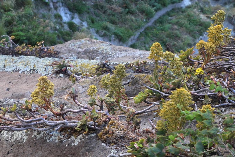 Aeonium leucoblepharum photo 3