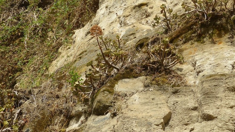 Aeonium leucoblepharum photo 4