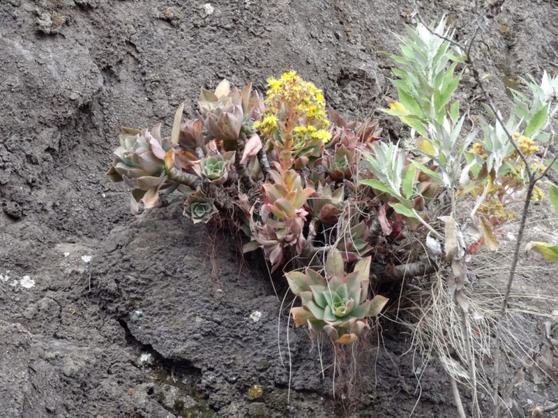 Aeonium leucoblepharum photo 6