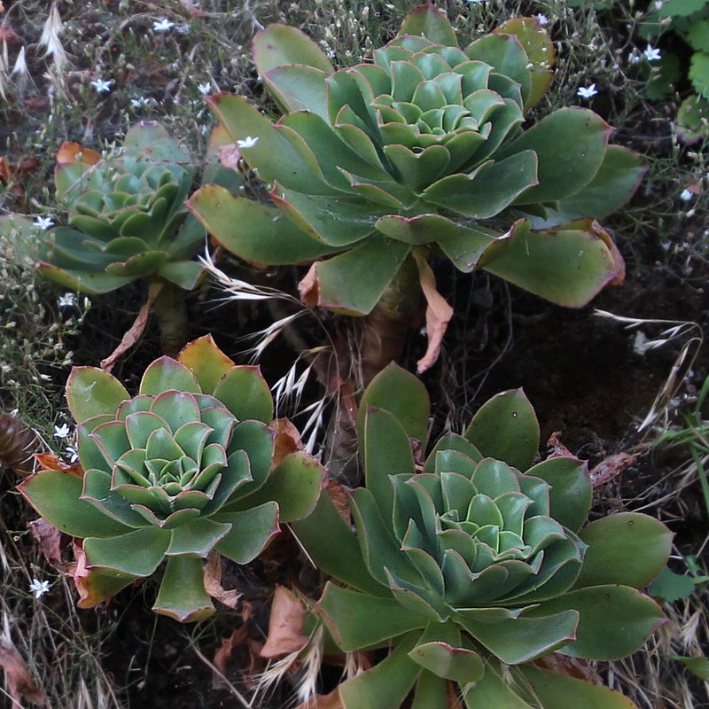 Aeonium leucoblepharum photo 8