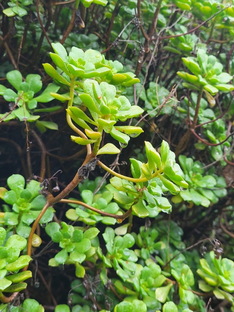 Aeonium lindleyi photo 2