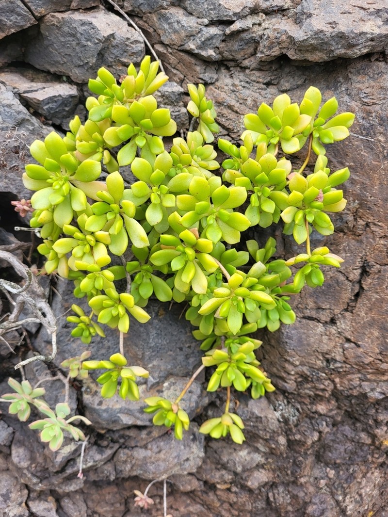 Aeonium lindleyi photo 3