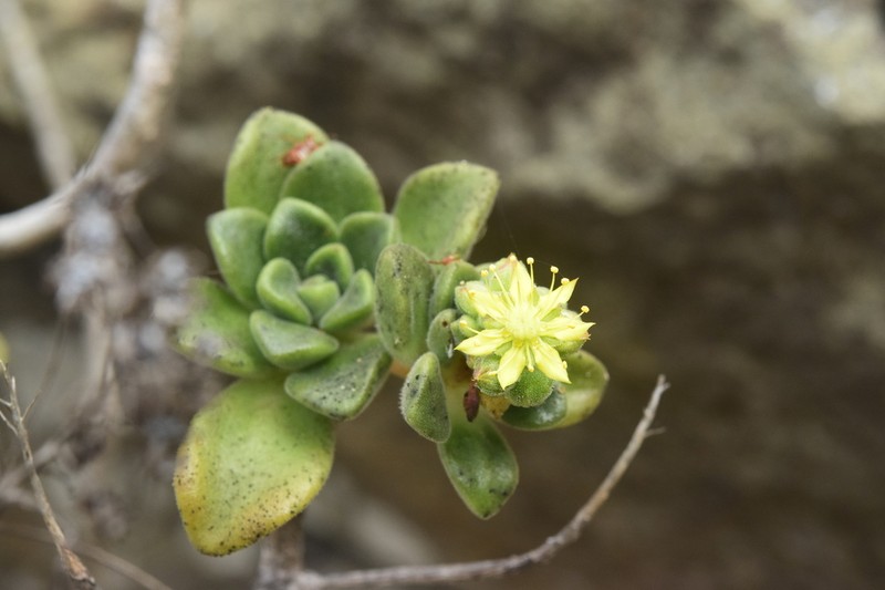 Aeonium lindleyi photo 4
