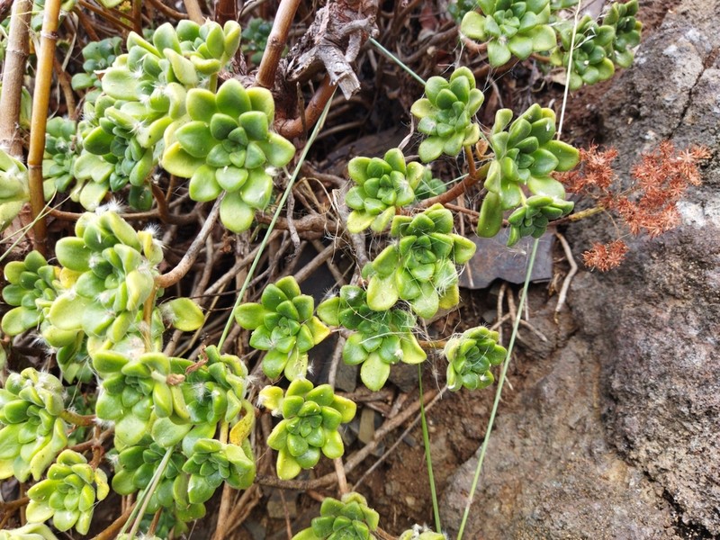 Aeonium lindleyi photo 5