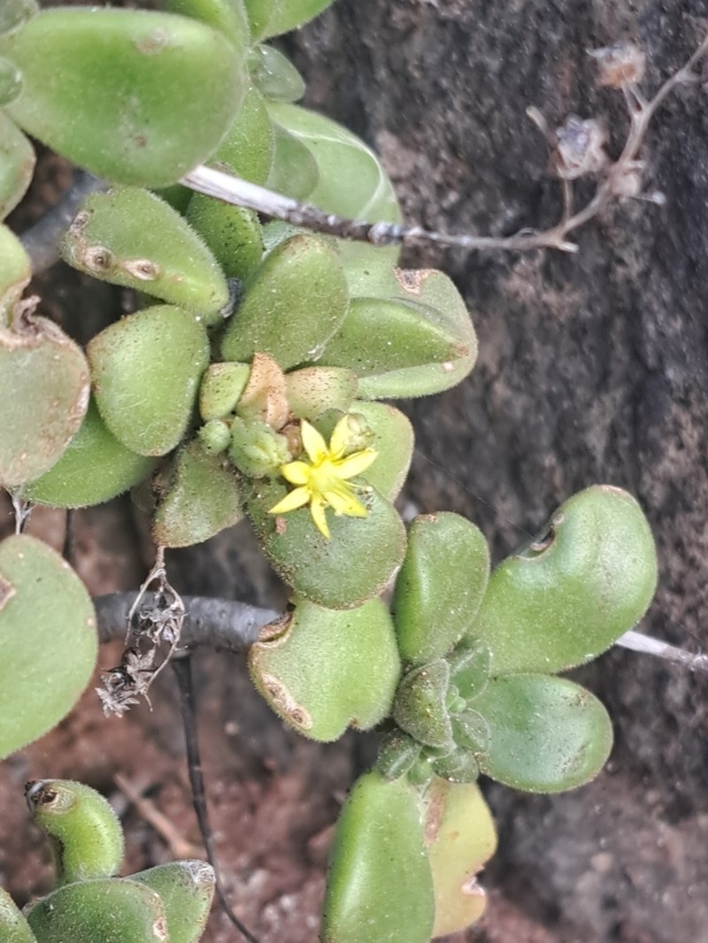 Aeonium lindleyi photo 6