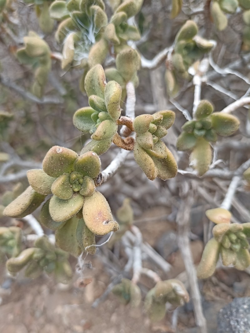 Aeonium lindleyi photo 7