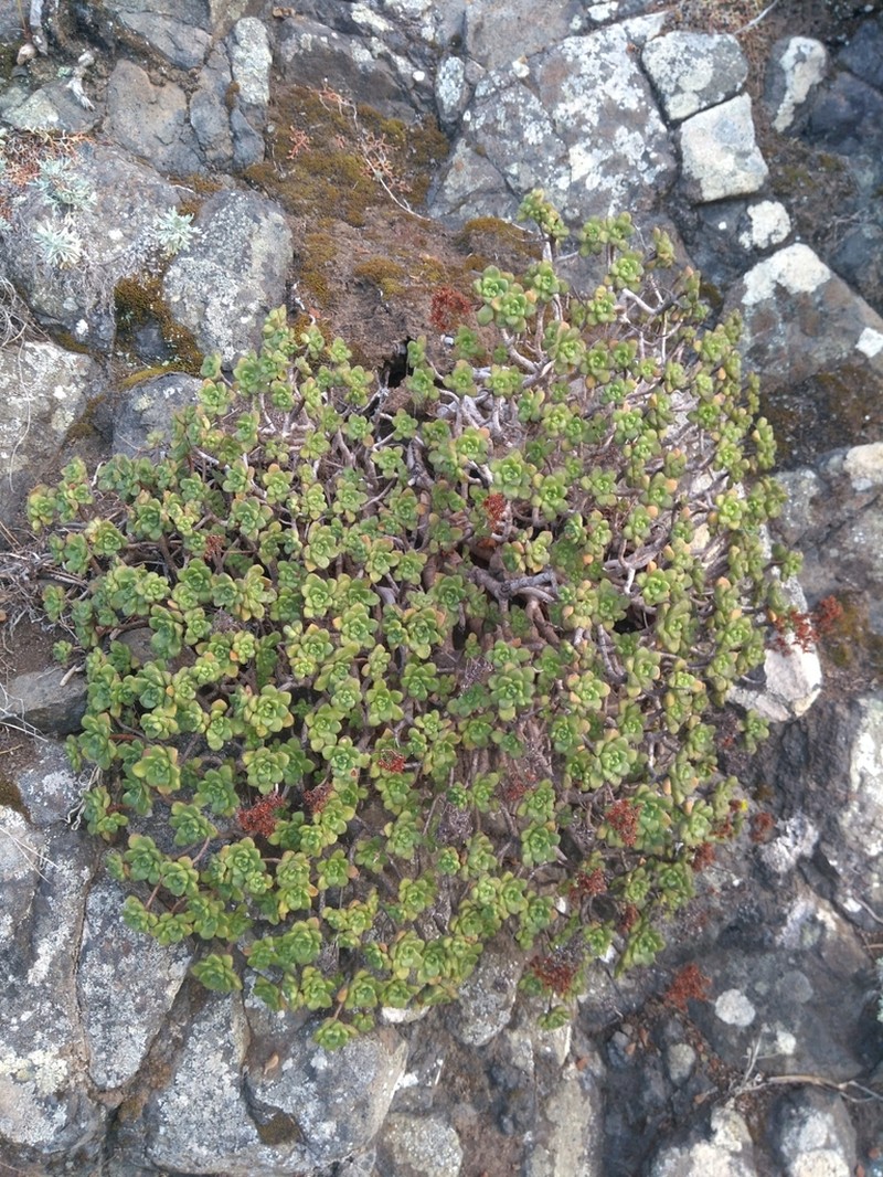 Aeonium lindleyi photo 8