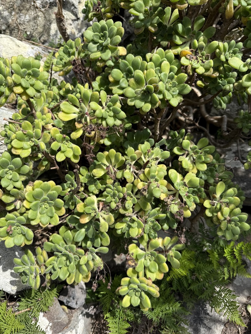 Aeonium lindleyi subsp. lindleyi