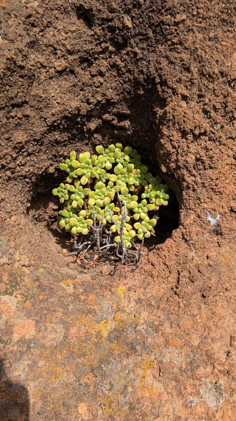 Aeonium lindleyi subsp. lindleyi photo 2