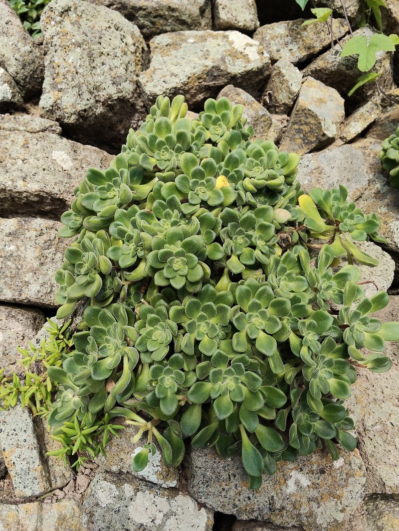 Aeonium lindleyi subsp. lindleyi photo 3