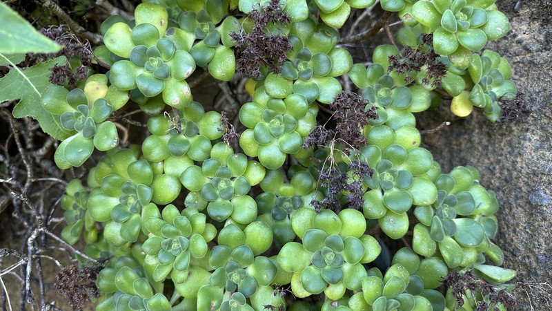 Aeonium lindleyi subsp. lindleyi photo 4