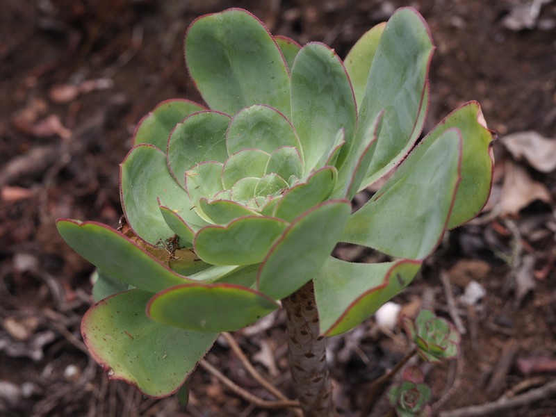 Aeonium liui