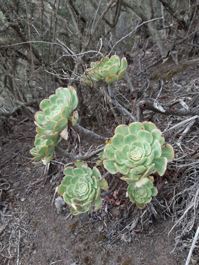 Aeonium liui photo 2