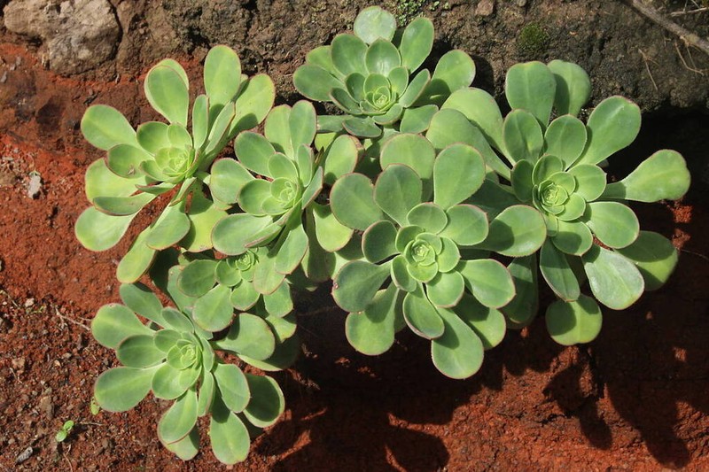 Aeonium liui photo 3