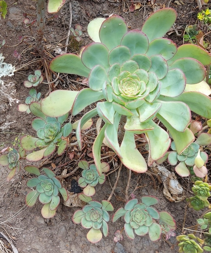 Aeonium liui photo 4