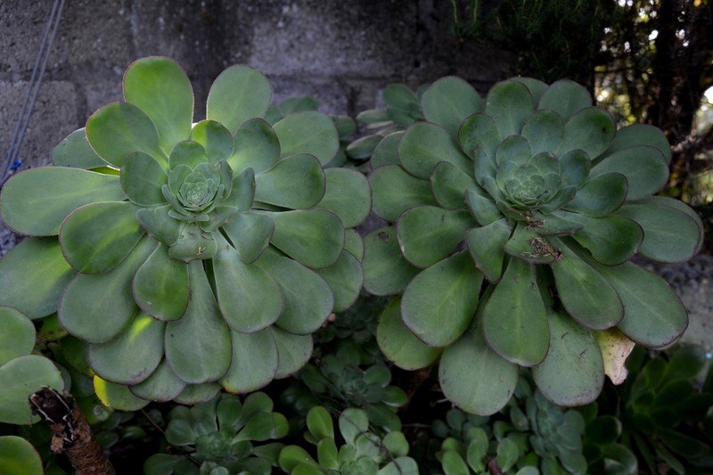 Aeonium liui photo 5