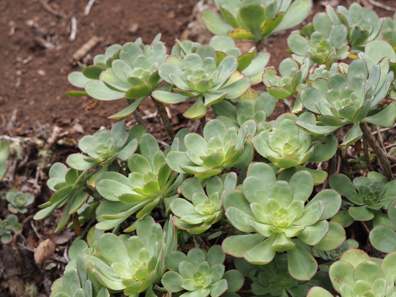 Aeonium liui photo 6