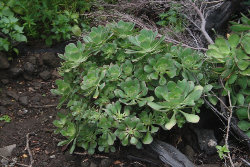 Aeonium liui photo 7