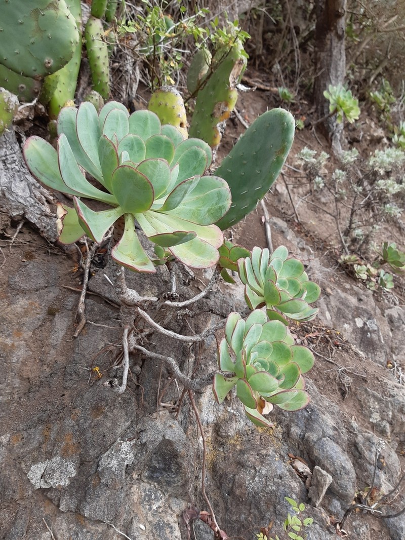 Aeonium liui photo 8