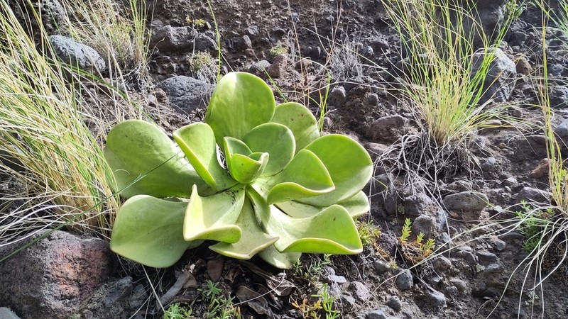 Aeonium nobile photo 2