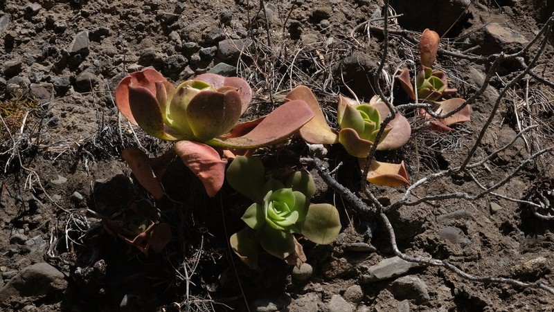 Aeonium nobile photo 3