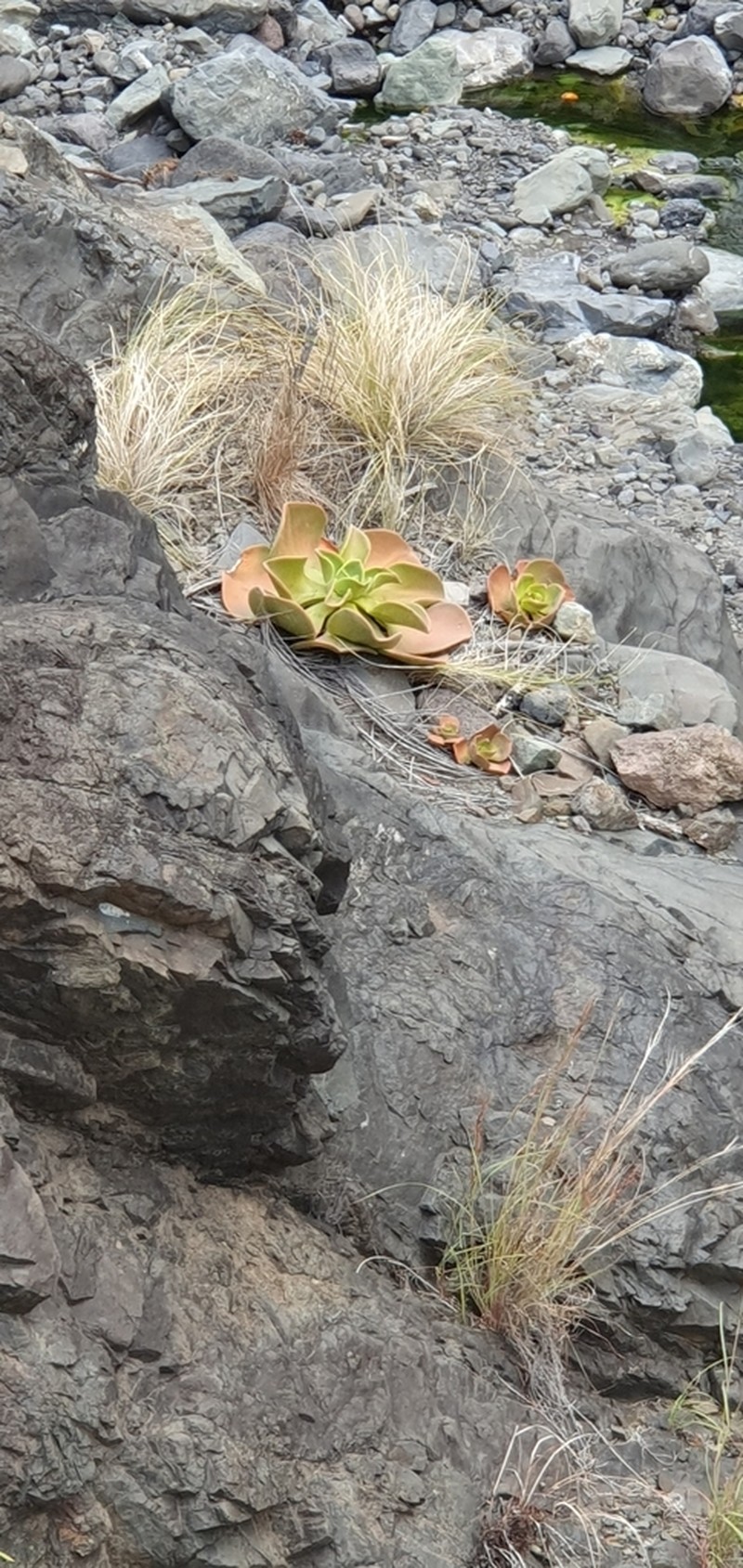 Aeonium nobile photo 4