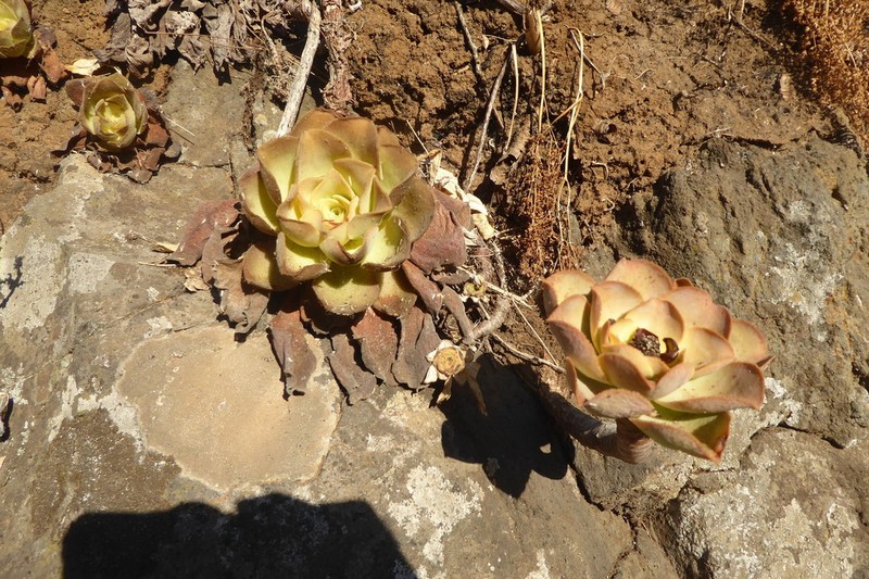 Aeonium nobile photo 5