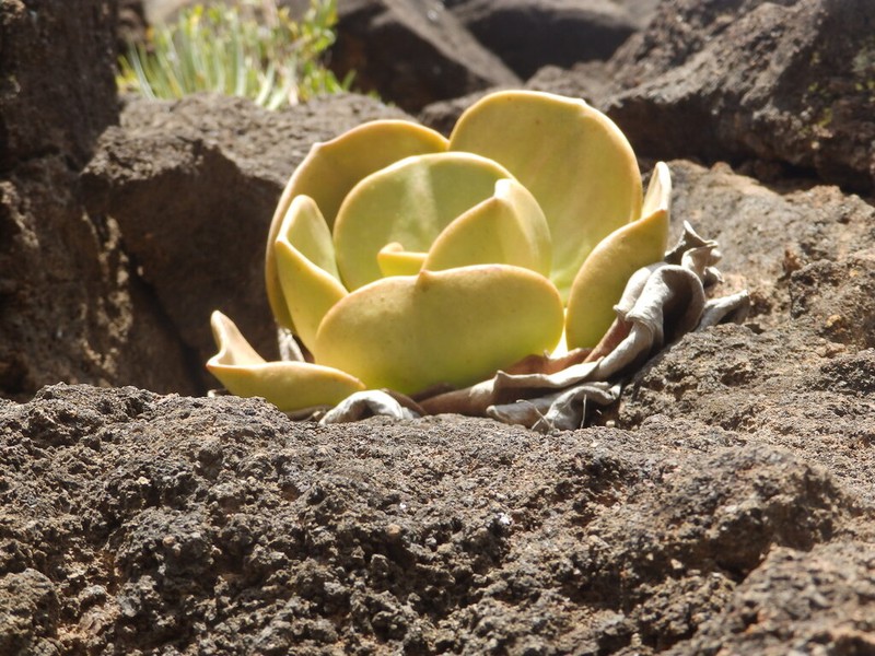 Aeonium nobile photo 6