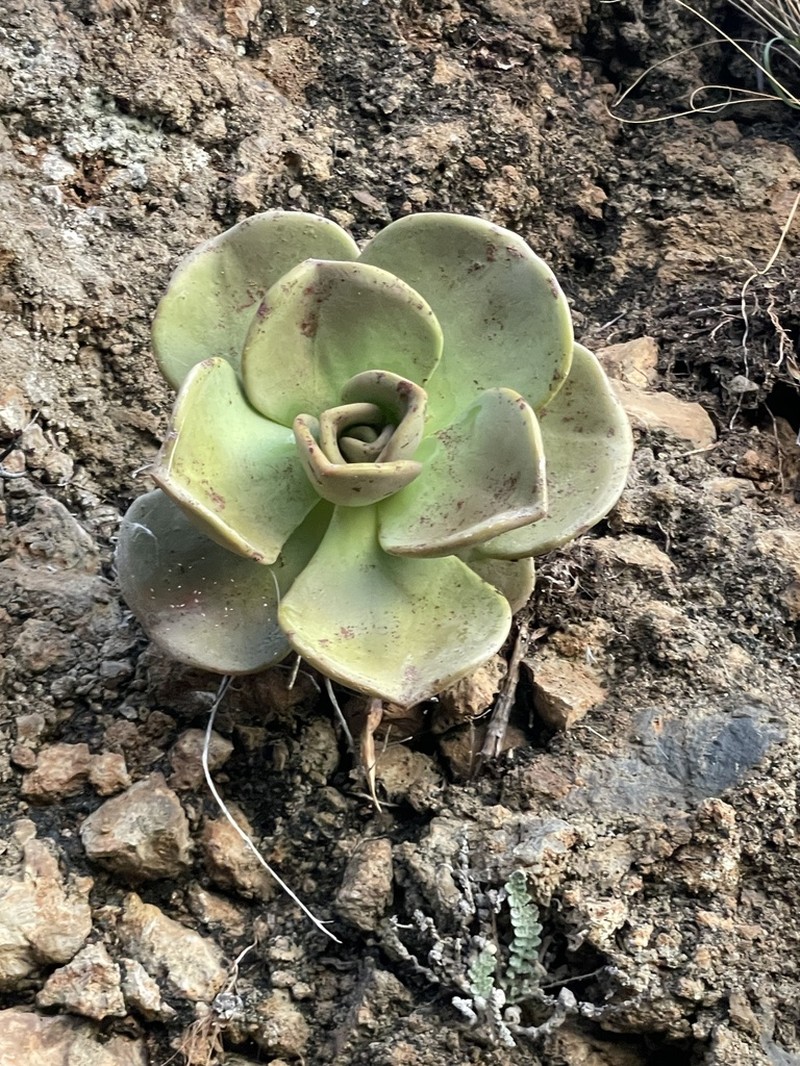 Aeonium nobile photo 7