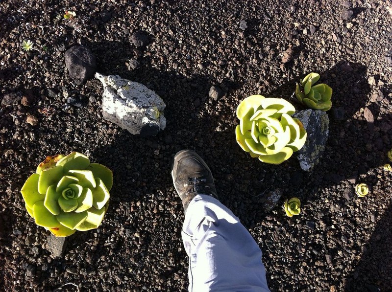 Aeonium nobile photo 8