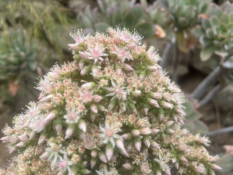 Aeonium percarneum