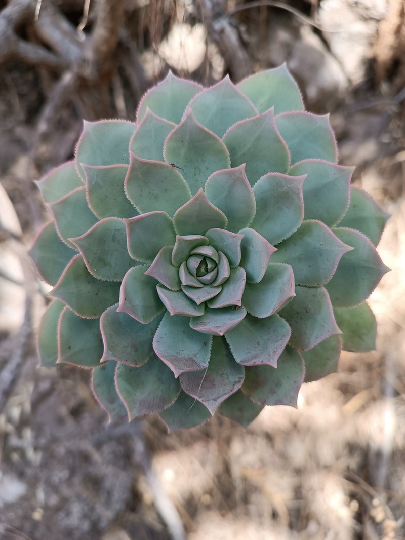 Aeonium percarneum photo 2