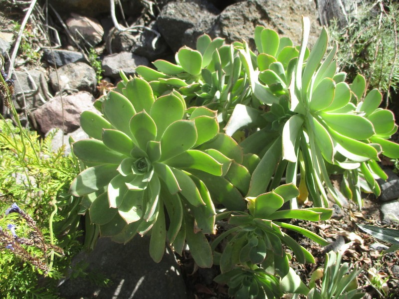 Aeonium percarneum photo 3