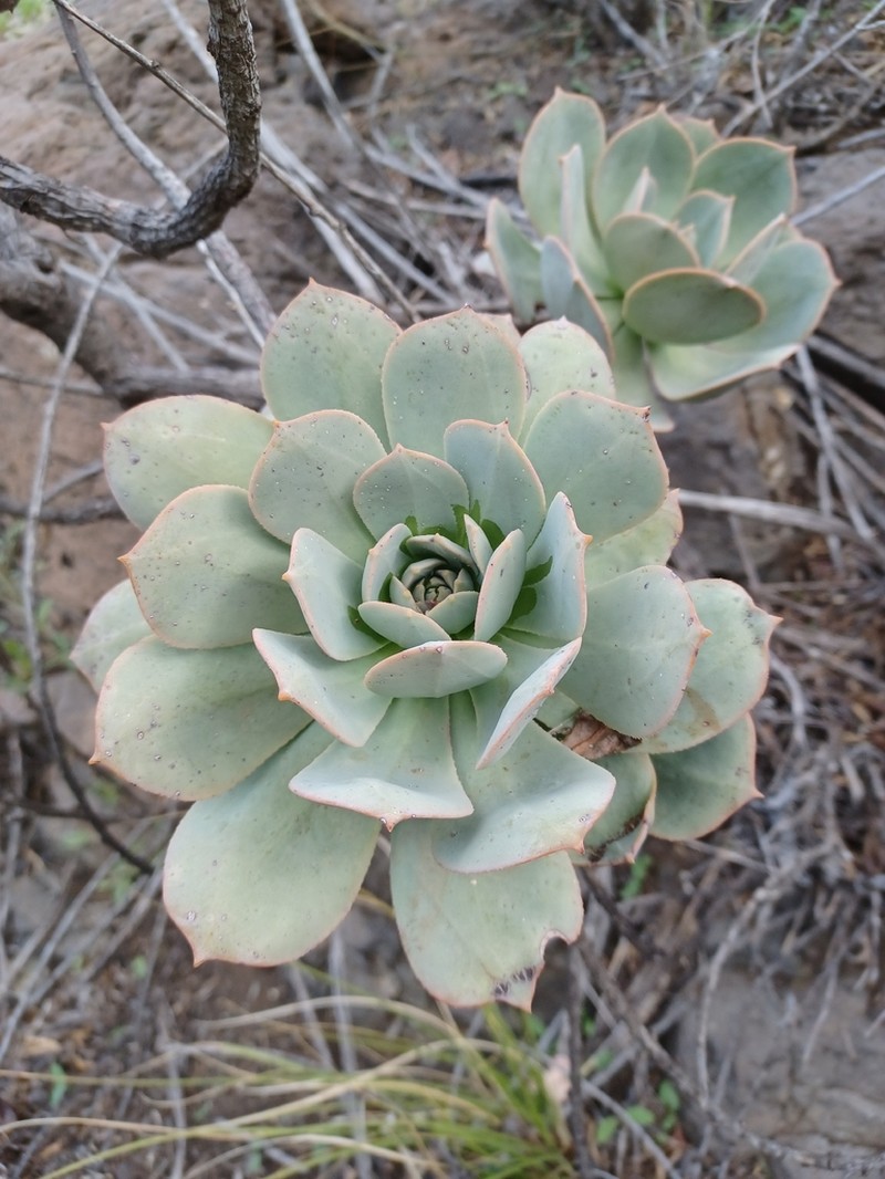 Aeonium percarneum photo 4