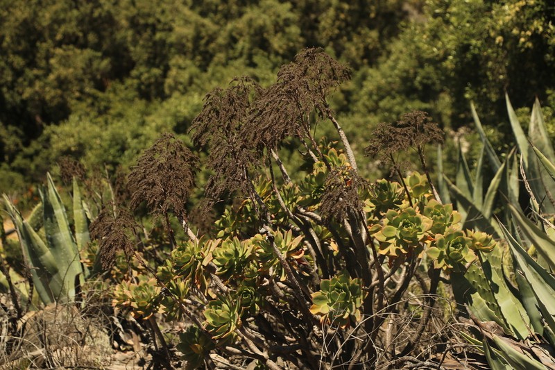 Aeonium percarneum photo 5