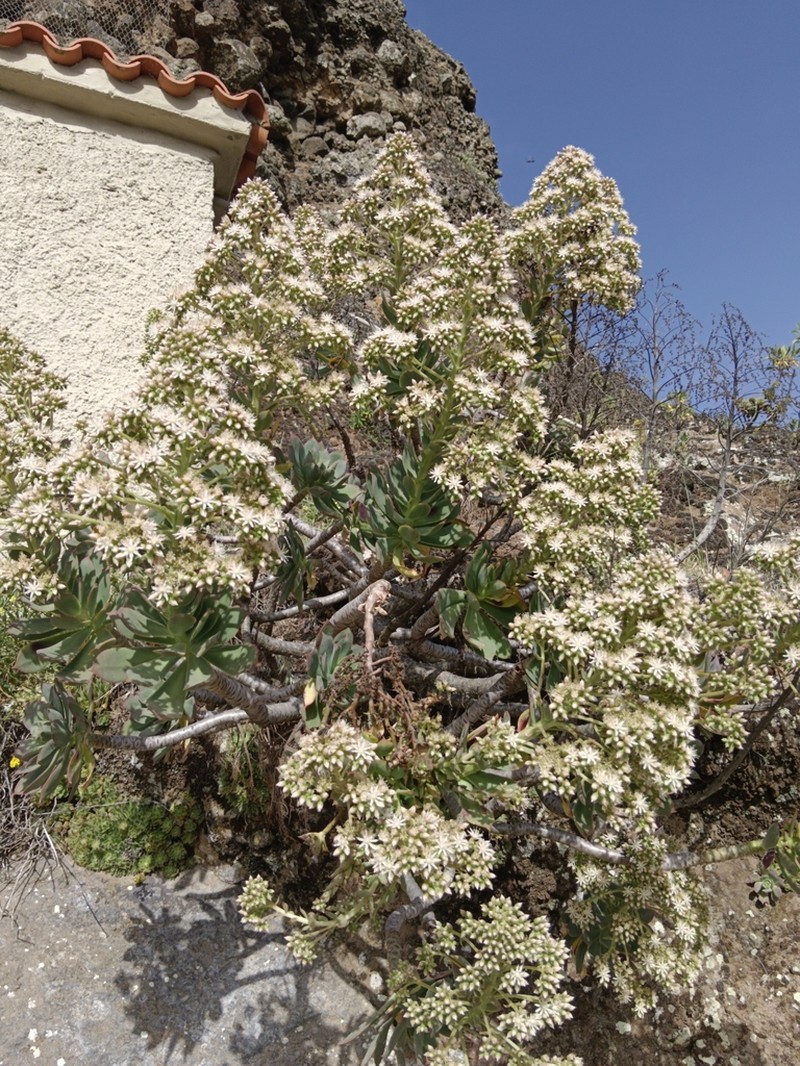 Aeonium percarneum photo 6