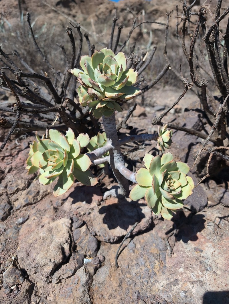 Aeonium percarneum photo 7