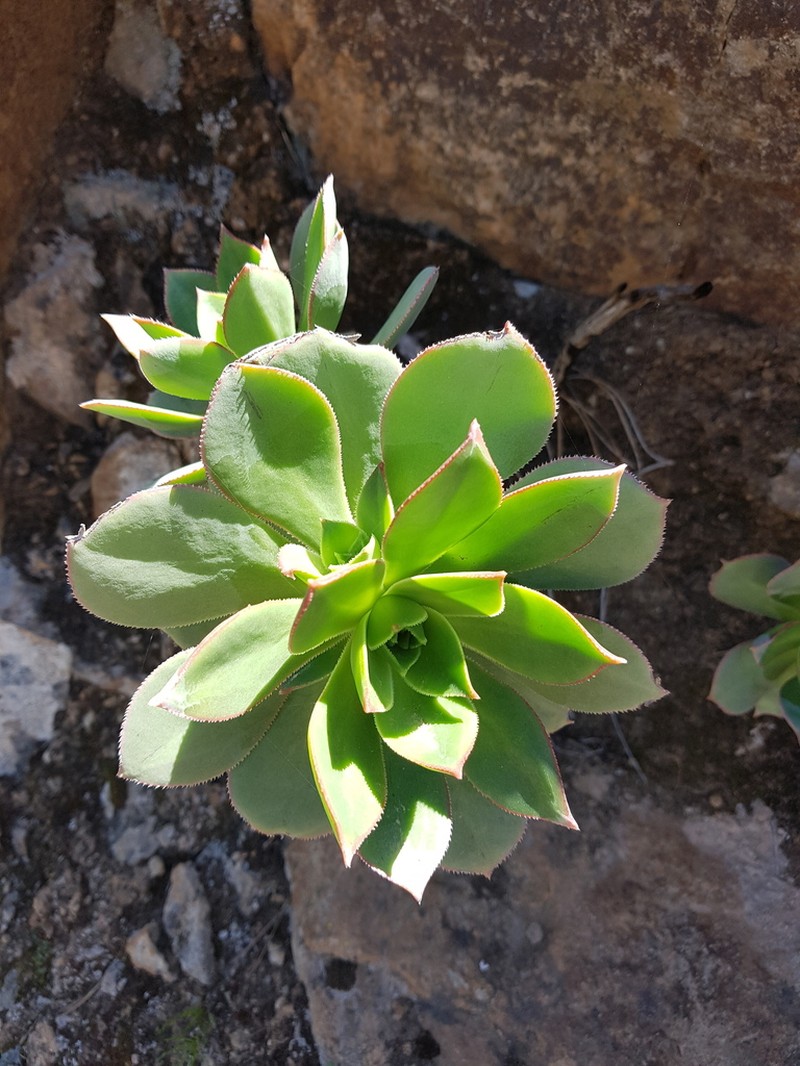 Aeonium percarneum photo 8