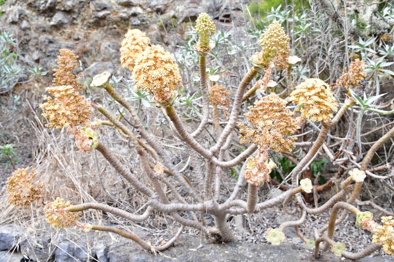 Aeonium rubrolineatum