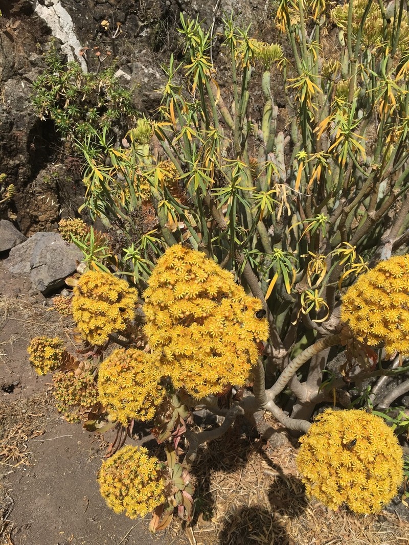 Aeonium rubrolineatum photo 2