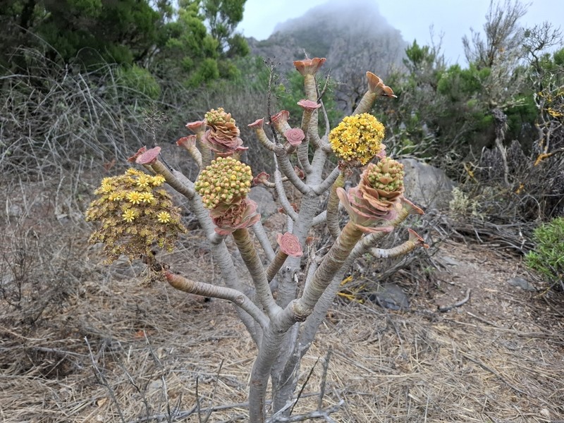Aeonium rubrolineatum photo 3